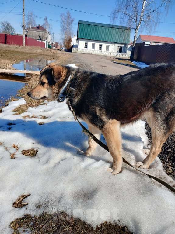 Собаки в Брянске: Мухтар Мальчик, Бесплатно - фото 9
