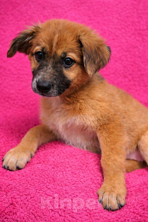 Собаки в Москве: Малышка Мия ищет дом Девочка, Бесплатно - фото 4