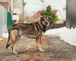 Собаки в Лосином-Петровском: Дарк валентинка в добрые руки Мальчик, Бесплатно - фото 3