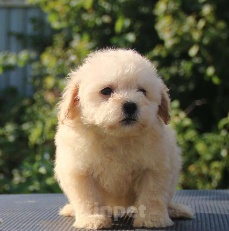 Собаки в Москве: мальтипу Ф1 щенки мини и микро Мальчик, 100 000 руб. - фото 10