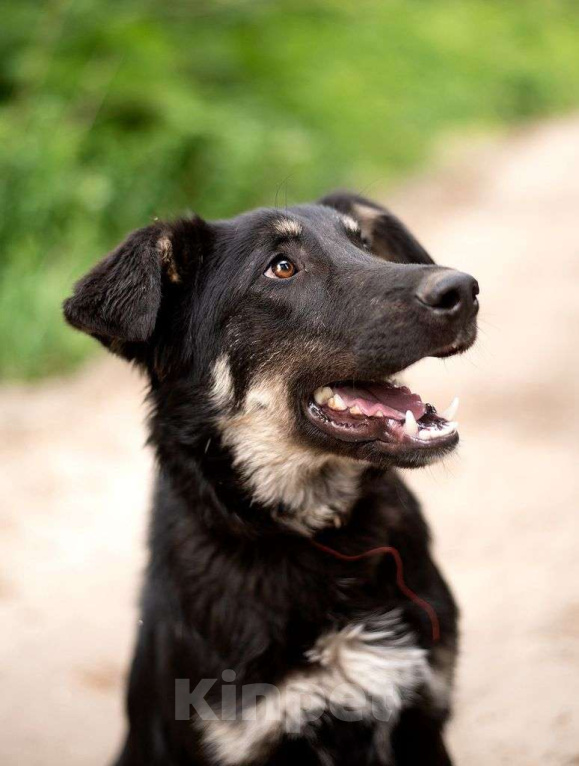 Собаки в Электрогорске: Щенок в добрые руки Мальчик, Бесплатно - фото 6