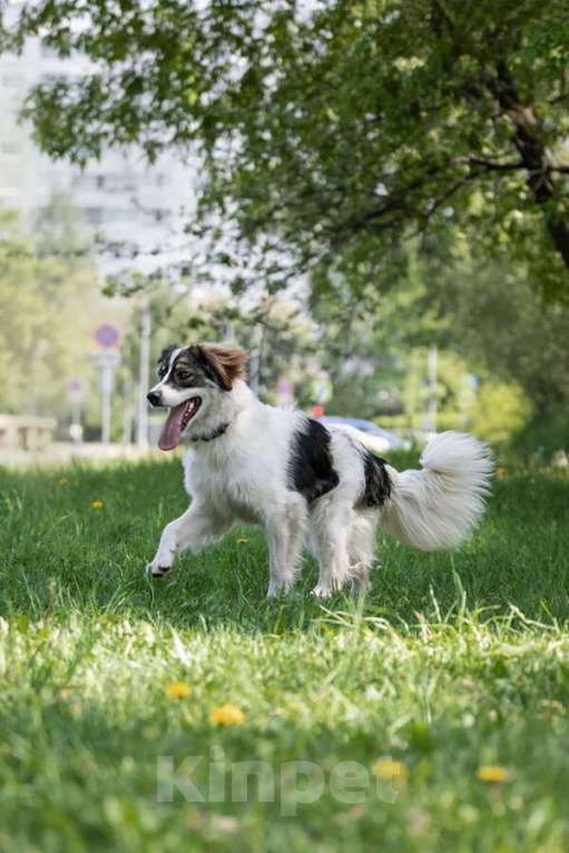 Собаки в Москве: Знакомьтесь – наш замечательный пёс Левушка, который мечтает о любящей семье! Мальчик, Бесплатно - фото 6