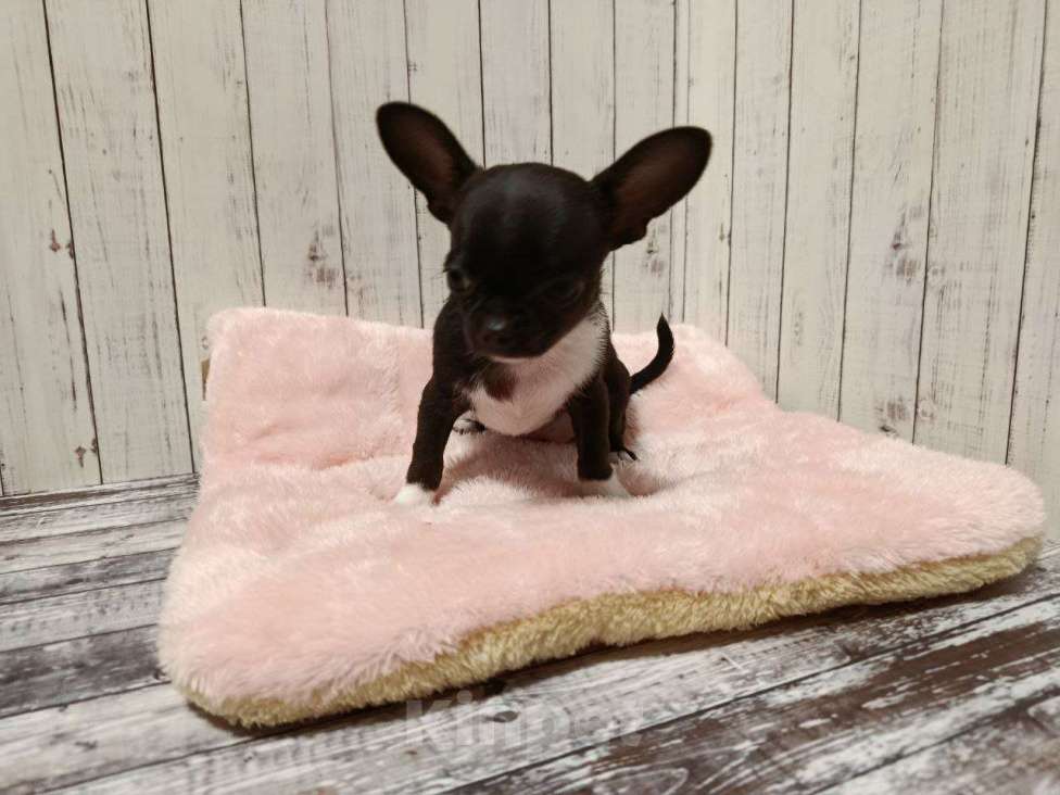 Собаки в Клине: Девочка Фаворитка Девочка, 35 000 руб. - фото 1