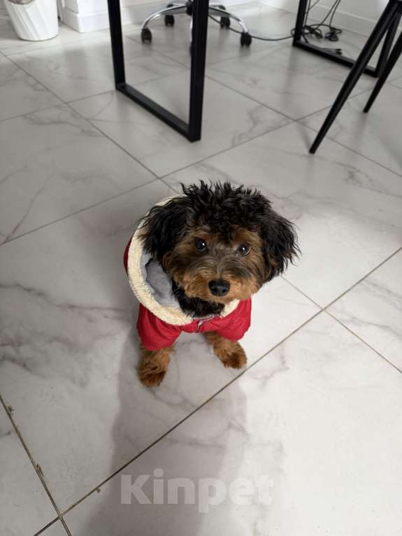 Собаки в Краснодаре: Продам милого щенка мальчик Мальтипу Мальчик, 25 000 руб. - фото 2