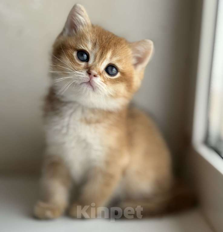 Кошки в Оренбурге: Котята британские золотые шиншиллы Разнополые, Бесплатно - фото 3