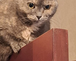 Кошки в Москве: Кошечка Лия ищет новый дом! Девочка, Бесплатно - фото 1