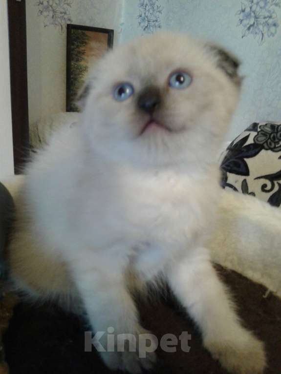 Кошки в Москве: Шотландские вислоухие котята Мальчик, 12 000 руб. - фото 8