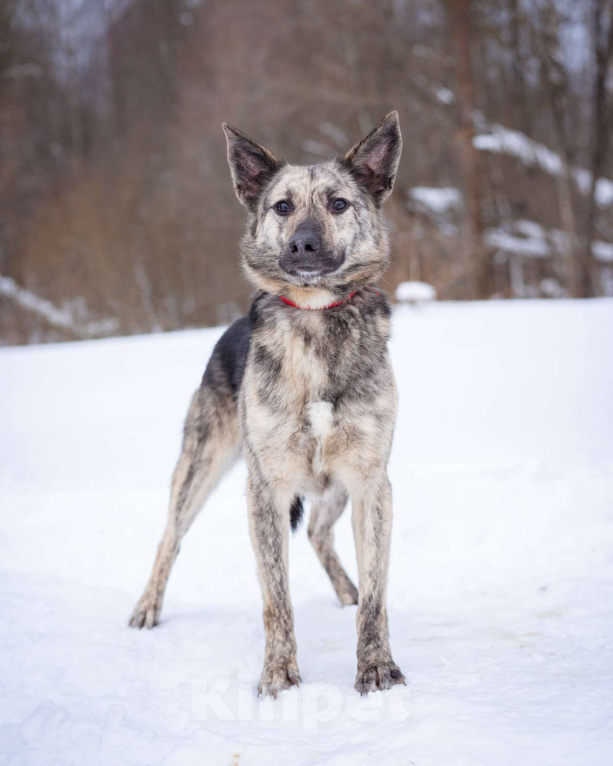 Собаки в Москве: Красивый, тигровый парень мечтает найти свою семью и дом! Мальчик, Бесплатно - фото 3