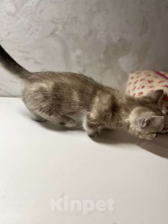 Кошки в Ростове-на-Дону: Манчкин (Мини) Девочка, Бесплатно - фото 2