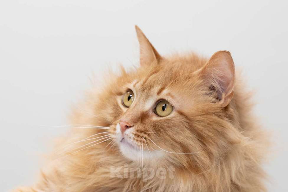 Кошки в Москве: кот Крыжовник в добрые руки Мальчик, Бесплатно - фото 8