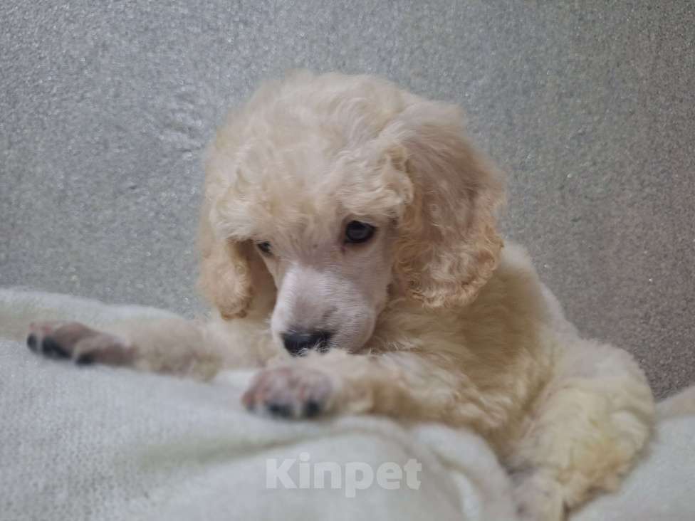 Собаки в Санкт-Петербурге: Девочка среднего пуделя,белого окраса Девочка, 150 руб. - фото 4