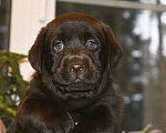 Собаки в Москве: Щенки лабрадора шоколадные  Девочка, Бесплатно - фото 3