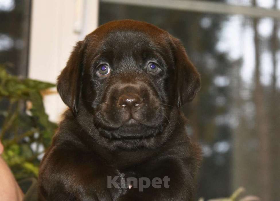 Собаки в Москве: Щенки лабрадора шоколадные  Девочка, Бесплатно - фото 3