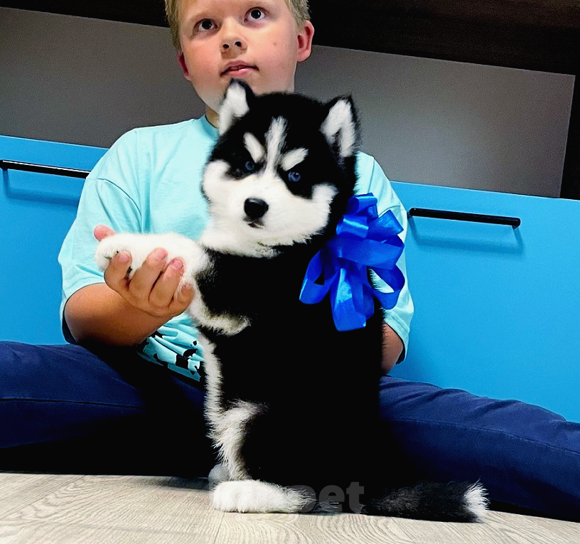 Собаки в Электростали: Хаски Щенки Разных окрасов Разнополые, Бесплатно - фото 1