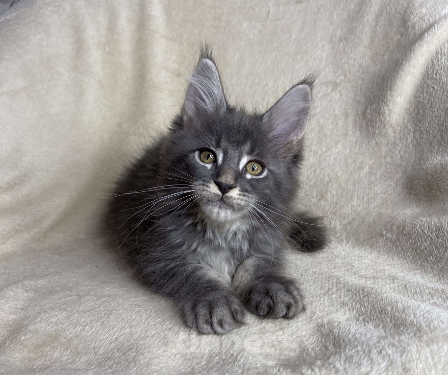 Кошки в Дмитрове: Голубая тикированная девочка Xeveria Девочка, 30 000 руб. - фото 1