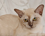 Кошки в Котельнике: Бурманские котята😻😻😻 Разнополые, 35 000 руб. - фото 2