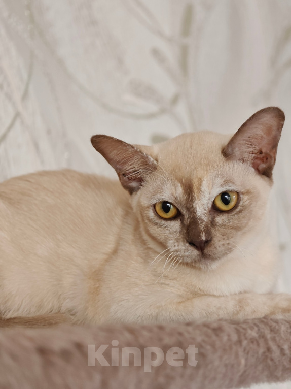 Кошки в Котельнике: Бурманские котята😻😻😻 Разнополые, 35 000 руб. - фото 2