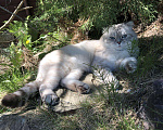 Кошки в Мытищах: Кот на вязку, 3 000 руб. - фото 9