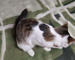 Кошки в Заволжье: Отдам в добрые руки, 10 руб. - фото 9