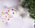 Кошки в Ливны: Очаровательные котята, 7 000 руб. - фото 7