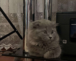 Кошки в Нытве: Котёнок, 6 500 руб. - фото 2