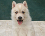 Собаки в Истре: хаски щенки Девочка, 45 000 руб. - фото 1