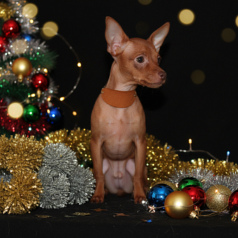 Продаются щенки пражского крысарика