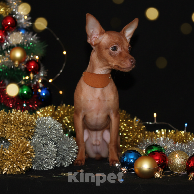 Собаки в Москве: Продаются щенки пражского крысарика Мальчик, Бесплатно - фото 1