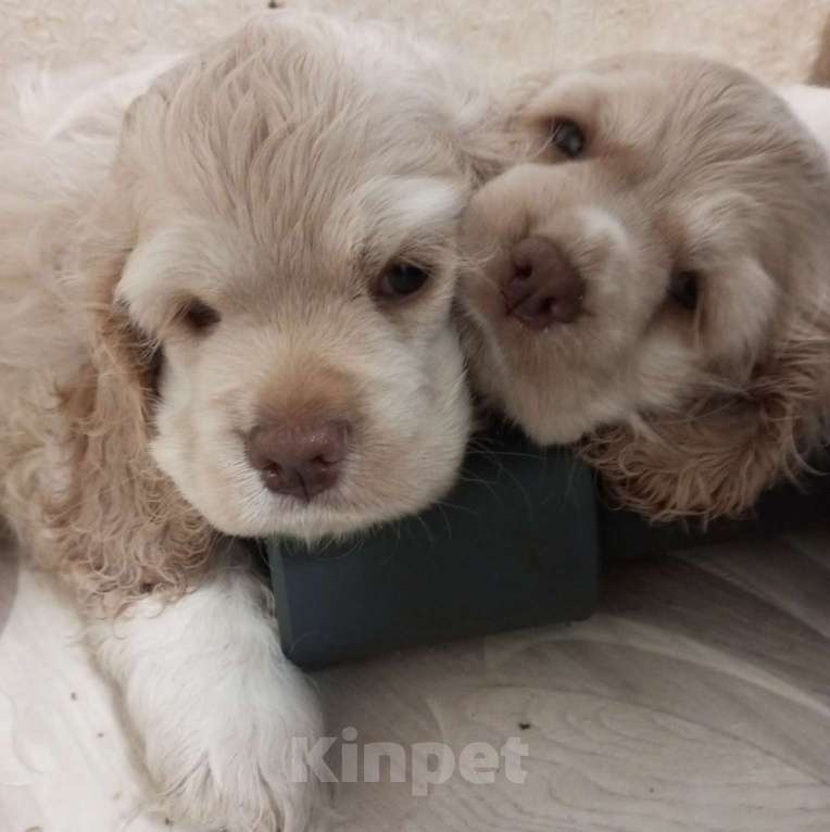 Собаки в Смоленске:   Щенки американского кокера Мальчик, 25 000 руб. - фото 2