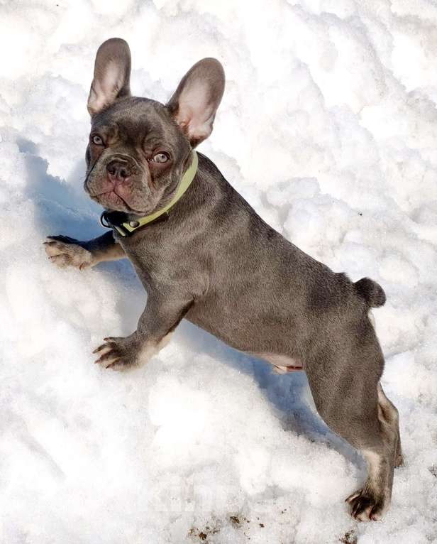 Собаки в других городах Московской области: Лиловый щенок Мальчик, 95 000 руб. - фото 5