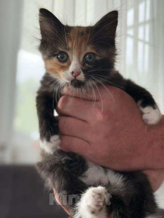 Кошки в других городах Московской области: Трёхцветная кошечка Девочка, Бесплатно - фото 3