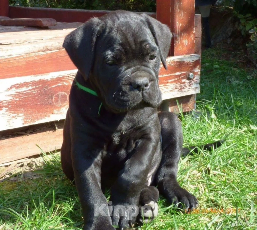 Собаки в Краснодаре: Щенки кане корсо от питомника Девочка, 190 000 руб. - фото 3