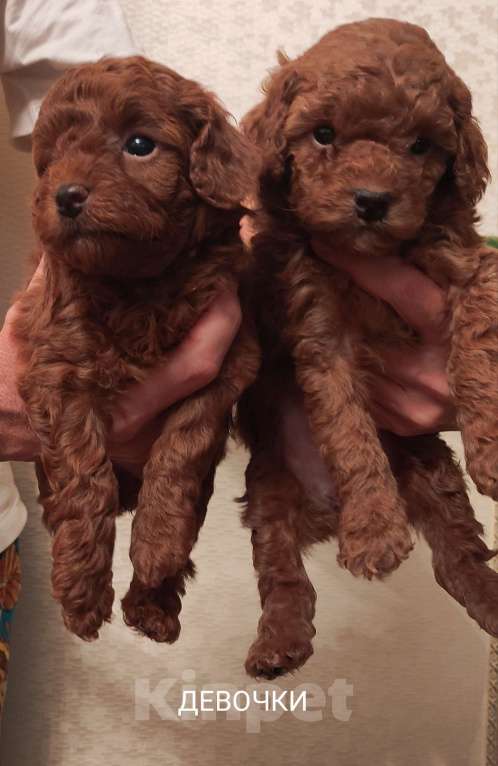 Собаки в Екатеринбурге: Той пуделята ред браун обоих полов Разнополые, 55 000 руб. - фото 8
