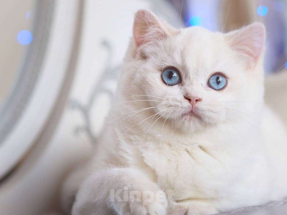 Кошки в Москве: Британский котенок Вьюга Девочка, 140 000 руб. - фото 3