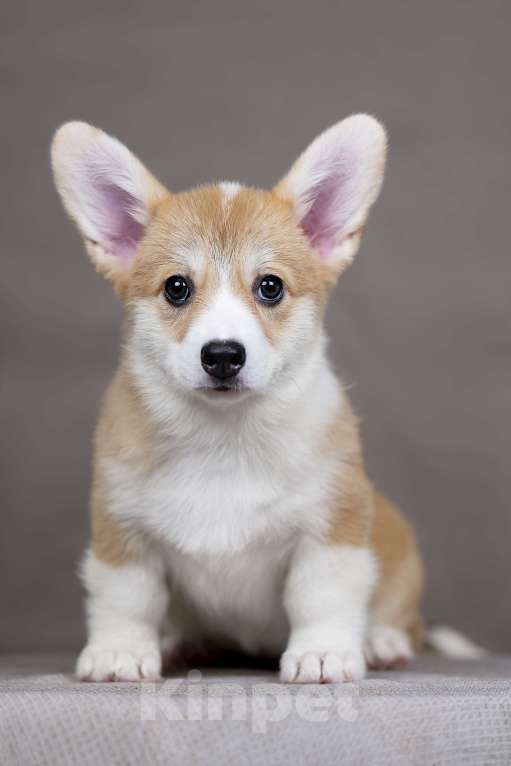 Собаки в Перми: Щенки вельш корги пемброк девочки Девочка, 40 000 руб. - фото 1