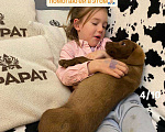Собаки в Сочи: Карамелька ищет дом Девочка, Бесплатно - фото 4