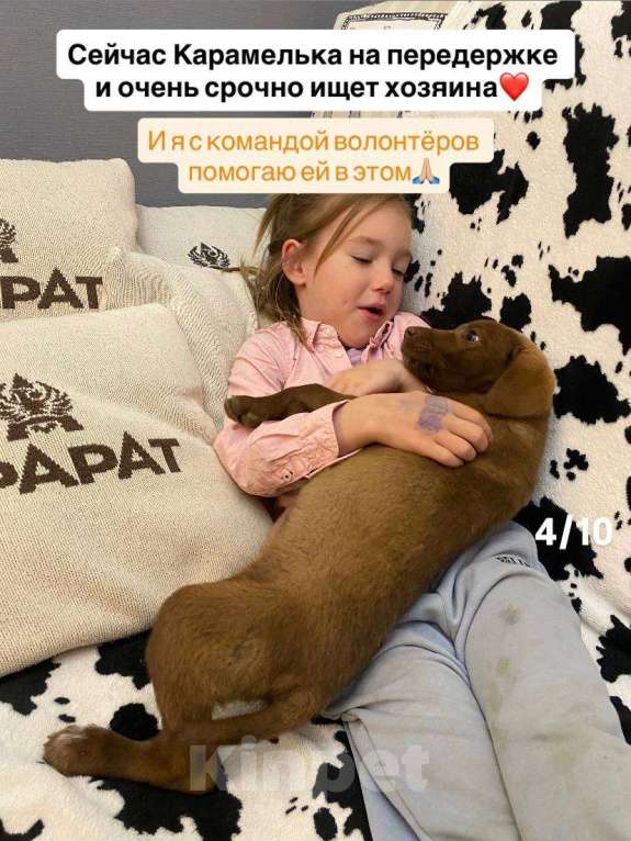 Собаки в Сочи: Карамелька ищет дом Девочка, Бесплатно - фото 4