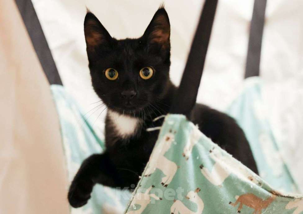 Кошки в Москве: Кари грустит и плачет в клетке Девочка, Бесплатно - фото 2