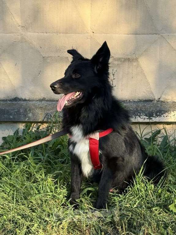 Собаки в Москве: Познакомьтеcь c Mариком Мальчик, Бесплатно - фото 6