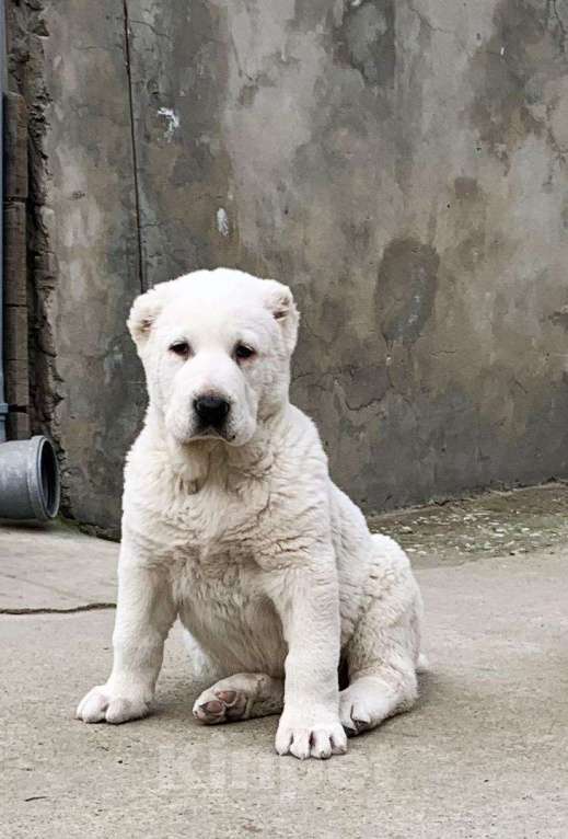 Собаки в Сочи: Щенки среднеазиатской овчарки, 40 000 руб. - фото 1