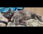 Кошки в Томске: Потерялась кошка Девочка, 500 руб. - фото 1