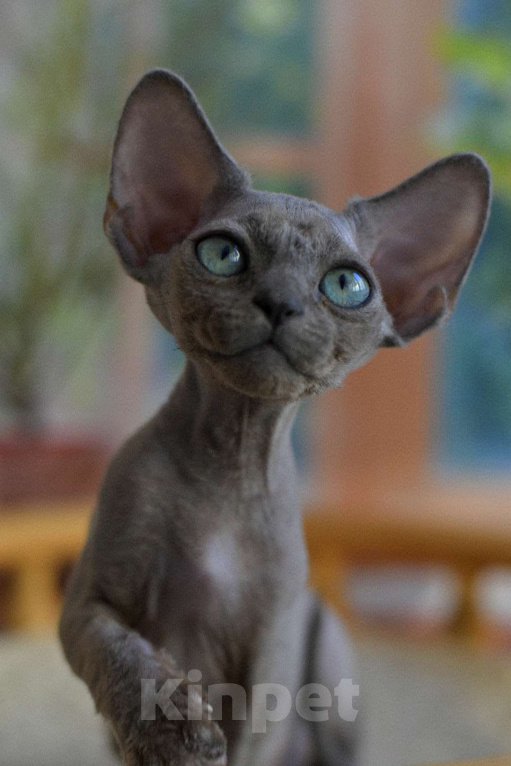 Кошки в Балашихе: Котёнок Девон Рекс мальчик Мальчик, 95 000 руб. - фото 2