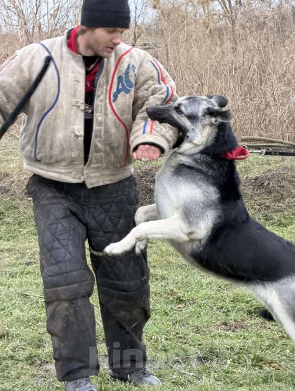 Собаки в других городах Краснодарского края: Щенок Восточноевропейской овчарки Девочка, 60 000 руб. - фото 7