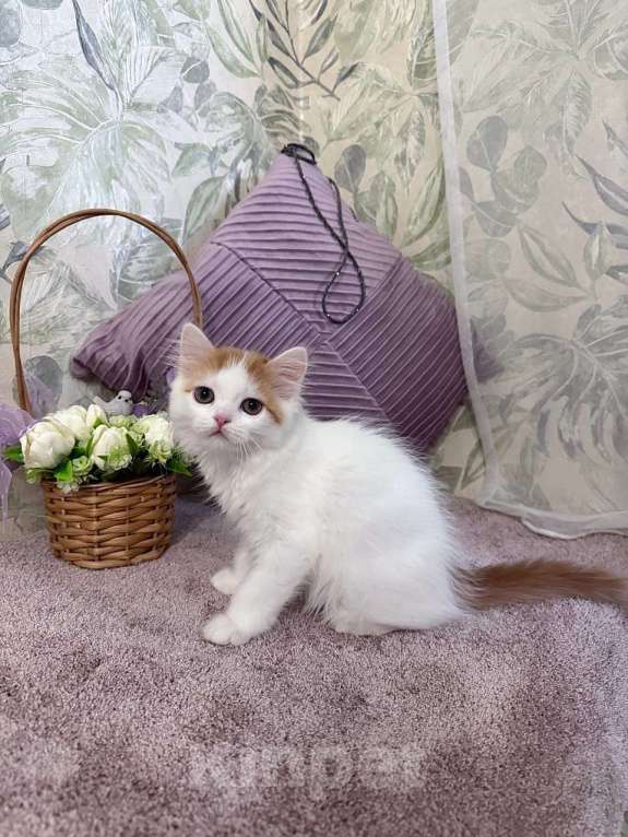 Кошки в Москве: Шотландский длинношерстный котенок Мальчик, 45 000 руб. - фото 3