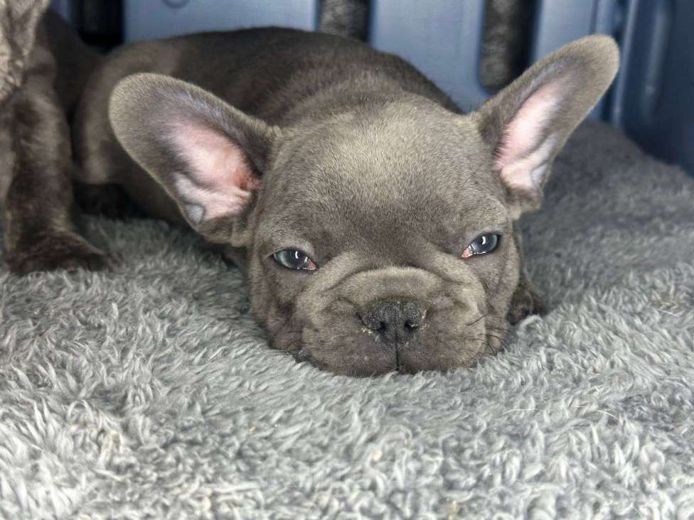 Собаки в Химках: Французский бульдог щенки Мальчик, 60 000 руб. - фото 1