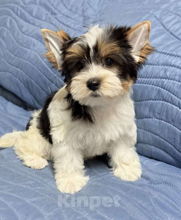 Собаки в Жуковском: Очаровательная девочка бивер стандарт Девочка, 50 000 руб. - фото 1