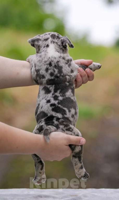 Собаки в Москве: Американский булли Девочка, 250 000 руб. - фото 5