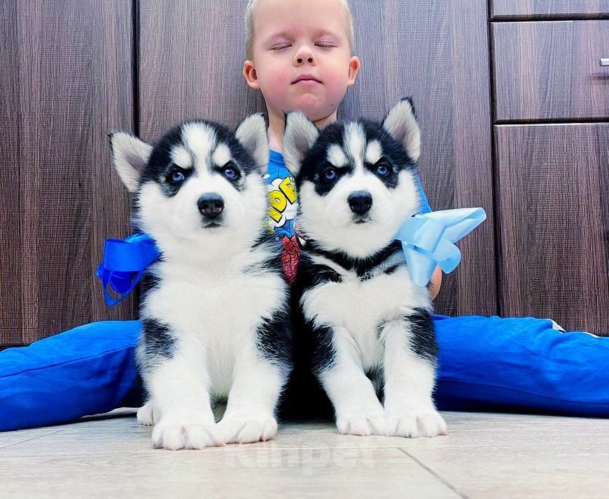 Собаки в Ореховом-Зуево: Хаски Щенки Разных окрасов Разнополые, Бесплатно - фото 1