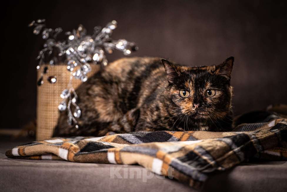 Кошки в Клине: Муся - необыкновенная кошечка Девочка, Бесплатно - фото 7