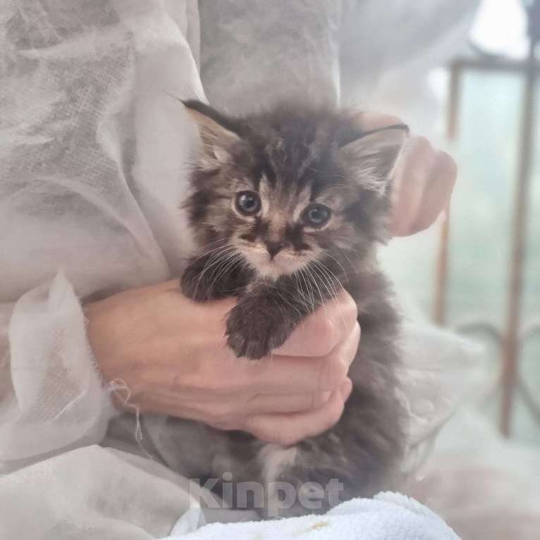 Кошки в Москве: Чудесные котята Тим и Том в добрые руки. Мальчик, Бесплатно - фото 4